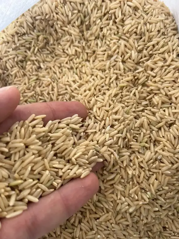 برنج قهوه ای هاشمی
